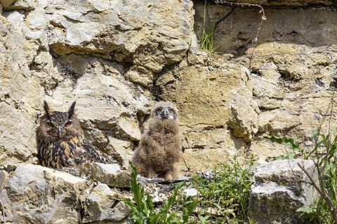 Eurasian Eagle-owl (Bubo bubo) adult bird at nest with chicks Germany