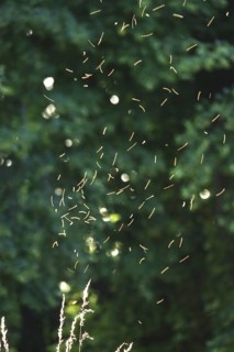 Summer evening in a park, insect flight, Germany