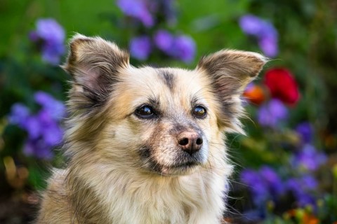 Light brown mixed-breed dog, medium-length coat, portrait, in the garden. Older dog, white muzzle.