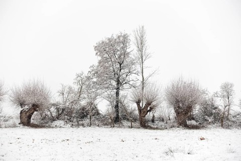 Winter walk through a landscape with old gnarled pollarded trees, pollarded willows in the snow on