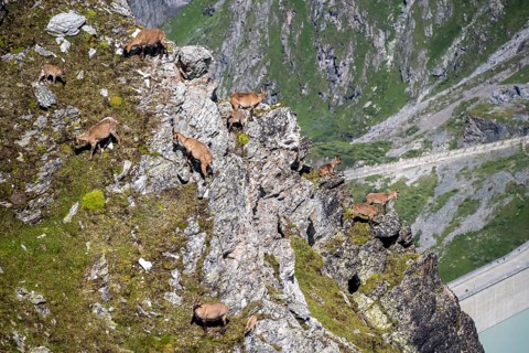 Alpine ibex (Capra ibex) group on exposed rocks at the summit of Mont Blana, Hérménence, Valais
