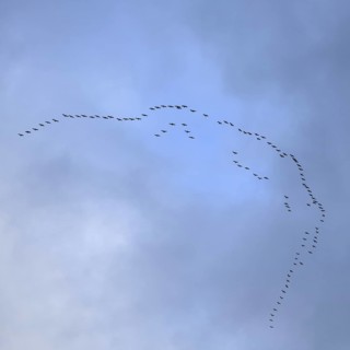 Cranes, grey cranes (Grus grus), crane migration, return of the cranes, cranes flying over, large