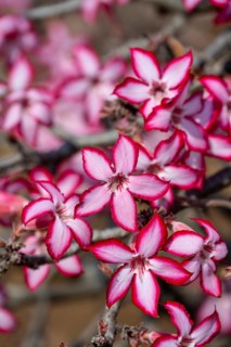 Multiflorous desert rose (Adenium multiflorum) also known as Sabi star, many pinkish white flowers,