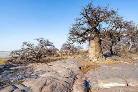 African baobab or baobab tree (Adansonia digitata), several trees, Kubu Island (Lekubu), Sowa Pan,