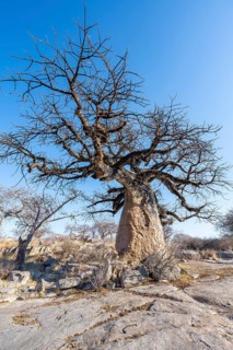 African baobab or baobab tree (Adansonia digitata), between round rocks, Kubu Island (Lekubu), Sowa