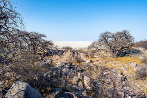 African baobab or baobab tree (Adansonia digitata), several trees overlooking the salt pan, Kubu