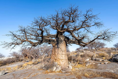Large baobab tree, African baobab or baobab tree (Adansonia digitata), Kubu Island (Lekubu), Sowa