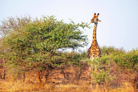 Cape giraffe (Giraffa giraffa giraffa) eating leaves of an acacia tree, in the savannah in the