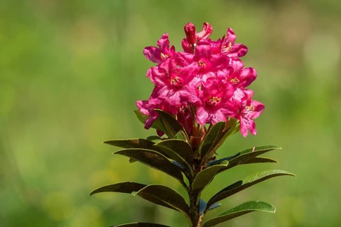 Rusty-leaved alpenrose (Rhododendron ferrugineum), also known as rusty red alpine rose or rusty red
