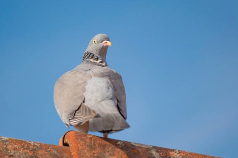 A wood pigeon (Columba palumbus) sitting on the roof ridge of a house, animal photo, bird, bird