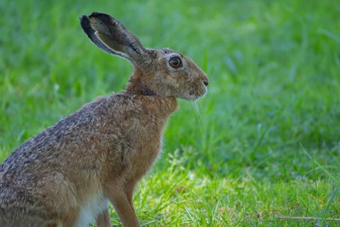A hare (Lepus europaeus) sitting in the grass, animal photo, nature photo, wildlife, fauna,