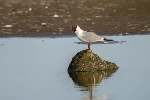 Black-headed gull (Larus ridibundus), sitting on a stone and calling, Texel, province of North