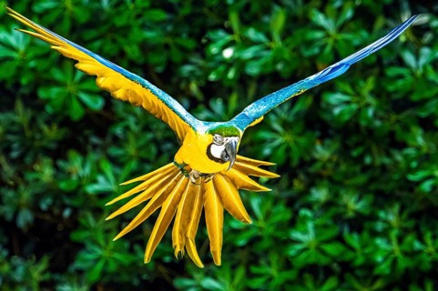Blue-and-yellow macaw, Ara ararauna, bird in flight