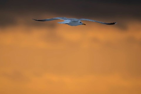 Herring gull (Larus argentatus) in flight over the surf looking for starfish, evening mood, Hvide