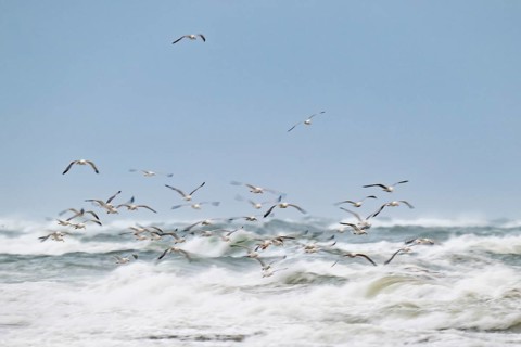 Herring gulls (Larus argentatus) in flight over the surf looking for starfish, wipe image, long
