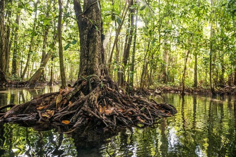 Lagoon, Klong Rud, Klong Nam Sai, Ao Nang, Krabi, Thailand