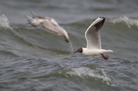 Black-headed gull (Chroicocephalus ridibundus) in summer plumage, flying above the sea surface,