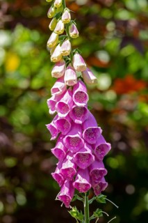 Common foxglove (Digitalis purpurea), Sieversen, Rosengarten, Lower Saxony, Germany