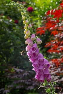 Common foxglove (Digitalis purpurea), bumblebee approaching, Sieversen, Rosengarten, Lower Saxony,