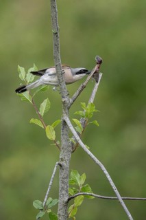 Red-backed shrike (Lanius collurio) with impaled mouse, Emsland, Lower Saxony, Germany