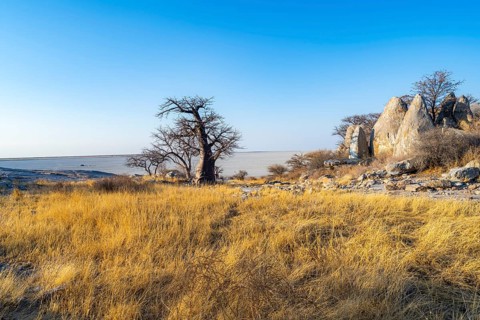 African baobab or baobab tree (Adansonia digitata), several trees overlooking the salt pan in the