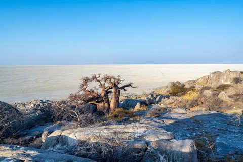 African baobab (Adansonia digitata), overlooking the salt pan in the evening light, Kubu Island