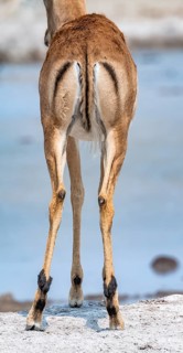Impala (Aepyceros melampus) at a waterhole, black heeler antelope, male from behind, Nxai Pan