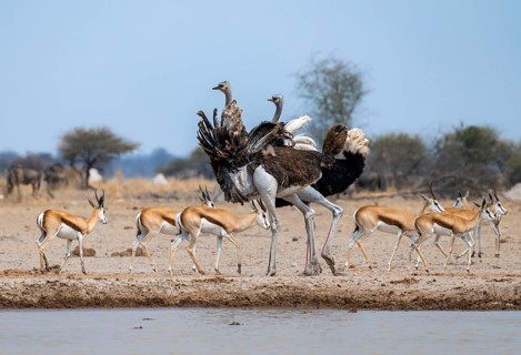 Common ostrich (Struthio camelus), adult male and female at a waterhole, courtship behaviour, Nxai