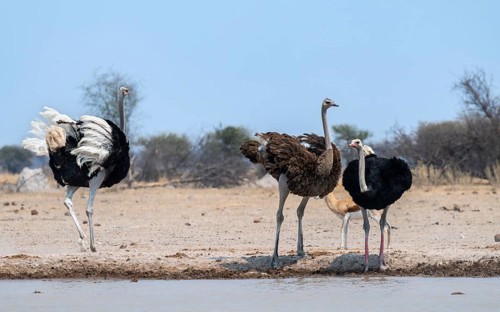Common ostrich (Struthio camelus), two adult males and one female drinking at a waterhole, Nxai Pan