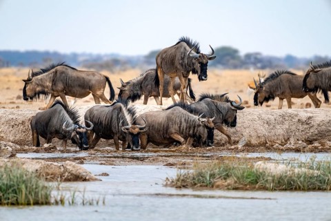 Blue wildebeest (Connochaetes taurinus), group drinking at a waterhole, Nxai Pan National Park,