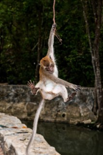 Monkey on the beach, macaque, Ao Nang Beach, Ao Nang, Krabi, Thailand