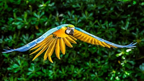 Blue-and-yellow macaw, Ara ararauna, bird in flight