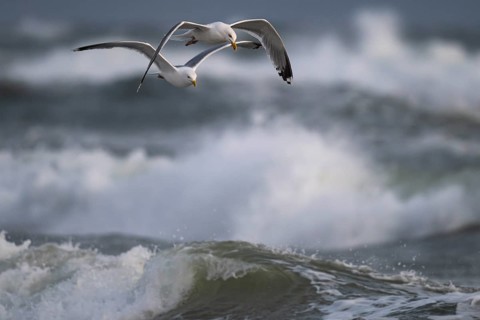 Herring gulls (Larus argentatus) in flight over the surf looking for starfish, Hvide Sande, North