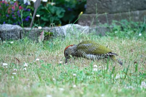 Green woodpecker (Picus viridis), June, Germany