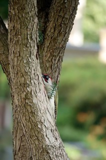 Green woodpecker (Picus viridis), June, Germany