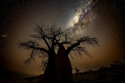 Silhouette of a baobab tree with starry sky and Milky Way, African baobab (Adansonia digitata),