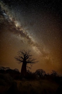 Silhouette of a baobab tree with starry sky and Milky Way, African baobab (Adansonia digitata),