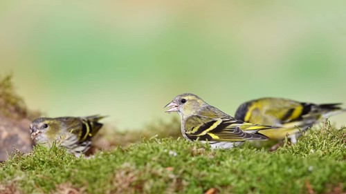 Siskin (Carduelis spinus), female sitting on moss, mossy ground, Wilnsdorf, North Rhine-Westphalia,