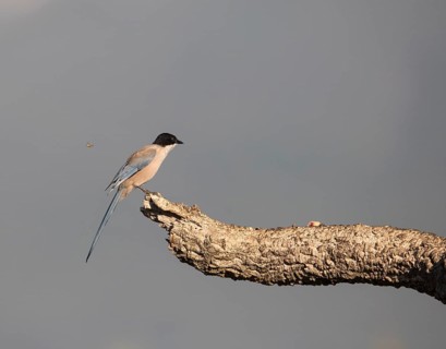 Blue magpie (Cyanopica cooki), Extremadura, Castilla La Mancha, Spain