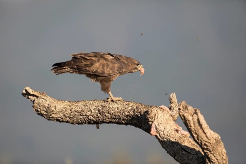 Common buzzard (Buteo buteo), Extremadura, Castilla La Mancha, Spain
