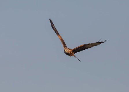 Red kite (Milvus milvus) in the landscape of Extremadura, Castilla La Mancha, Spain