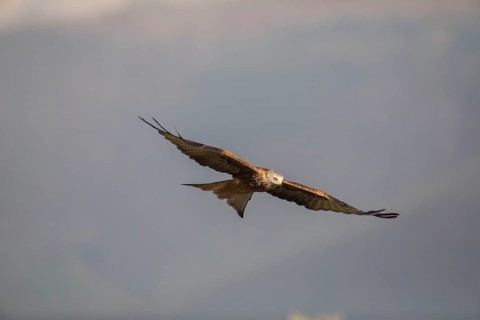 Red kite (Milvus milvus), Extremadura, Castilla La Mancha, Spain