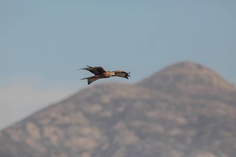 Red kite (Milvus milvus), Extremadura, Castilla La Mancha, Spain