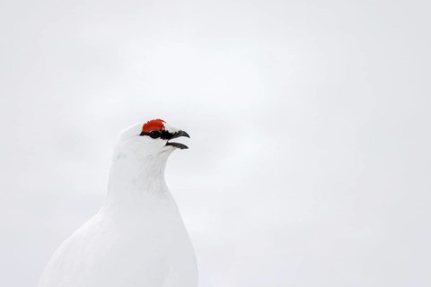 Rock ptarmigan (Lagopus muta hyperborea) male with red eyebrows showing white winter camouflage