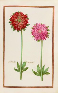 Anemone doubles, double anemone, historical, digitally enhanced reproduction from Theatrum florae
