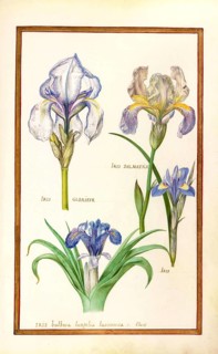 Iris, iris, historical, digitally enhanced reproduction from Theatrum florae (1624) by Daniel Rabel