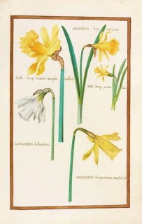 Narcissus, Narcissus, historical, digitally enhanced reproduction from Theatrum florae (1624) by