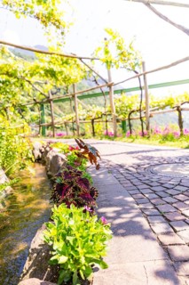 Stone path in a sunny garden with lush greenery and flowers, Botanical Garden, The Gardens of
