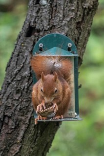 Squirrel (Sciurus vulgaris) at the feeder, North Rhine-Westphalia, Germany