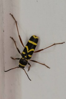 Common ram (Clytus arietis), North Rhine-Westphalia, Germany